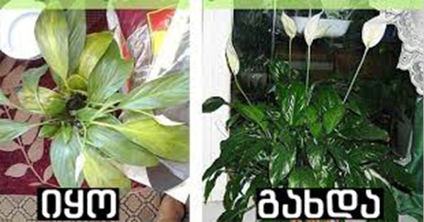 ჯადოსნური ხსნარი სუსტი მცენარეების გამოსაჯანმრთელებლად.გადაარჩინეთ თქვენი ყვავილები!
