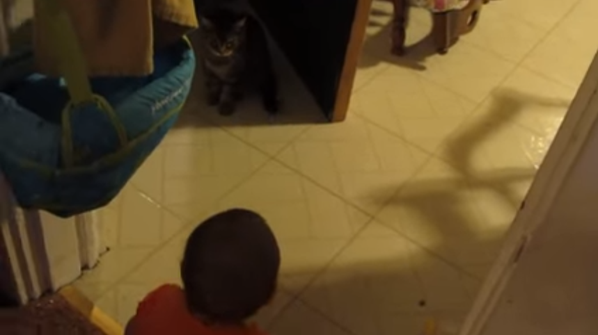 არავის სჯეროდა, რომ მისი ქალიშვილი კატას ელაპარაკებოდა. ამიტომ ეს ვიდეო გადაიღო...