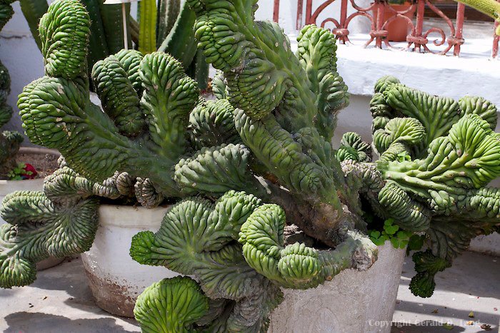 მონსტროზული კაქტუსები (Cactus monstrose)