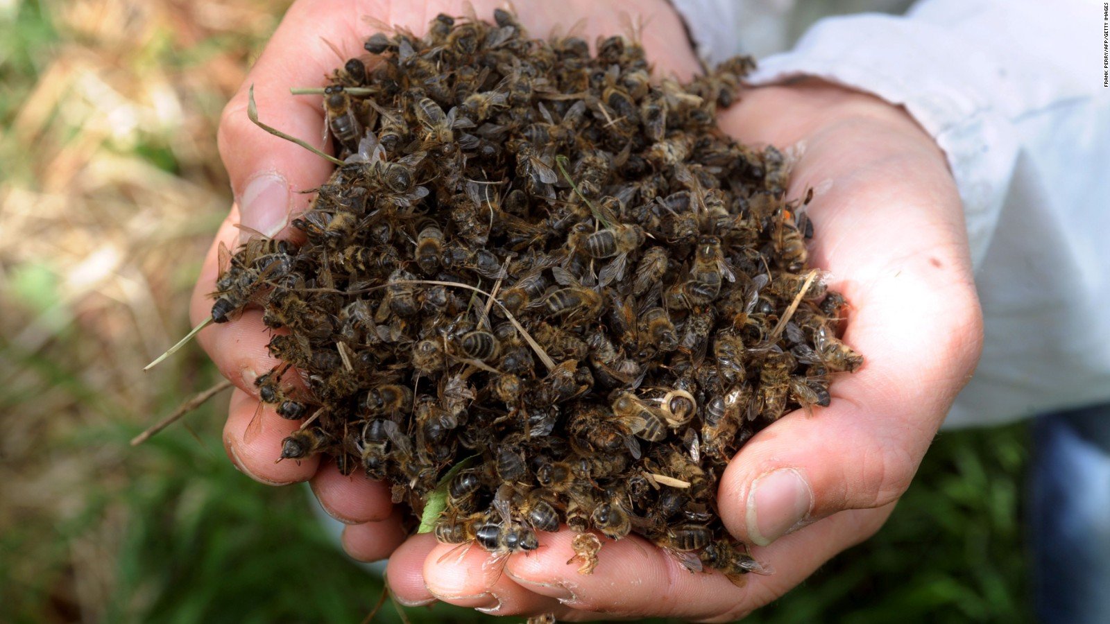 მკვდარი ფუტკრებით მკურნალობა ახლომხედველობის,  ვენების ვარიკოზული გაგანიერების და  სახსრების ტკივილის დროს