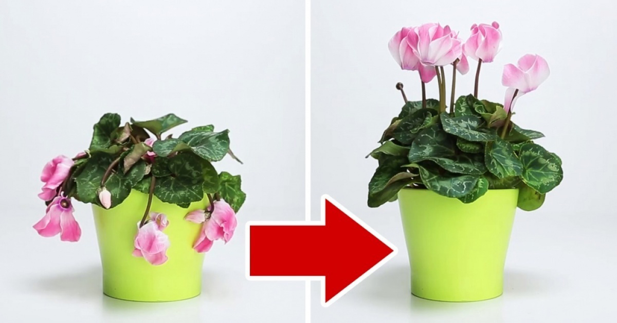გააცოცხლეთ თქვენი სახლის ყვავილები სწრაფად და მარტივად ამ 3 ინგრედიენტის გამოყენებით