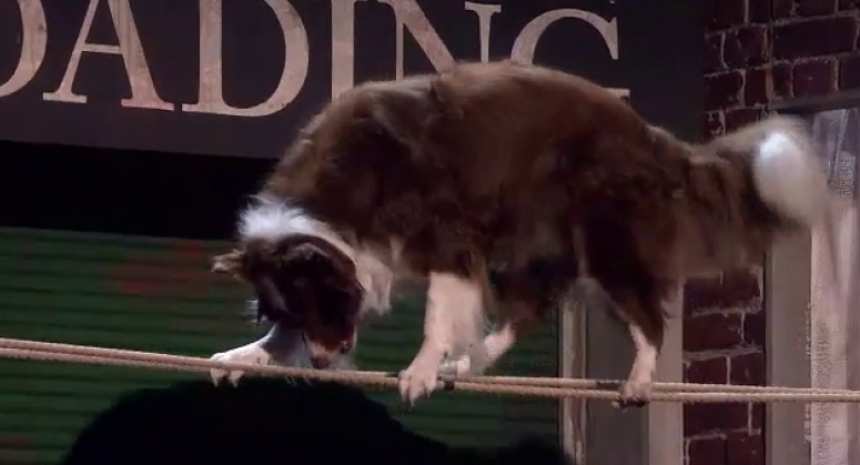 ბრიტანული "ნიჭიერი" ძაღლმა მოიგო - ნახეთ გულისამაჩუყებელი დადგმა ცხოველის მონაწილეობით