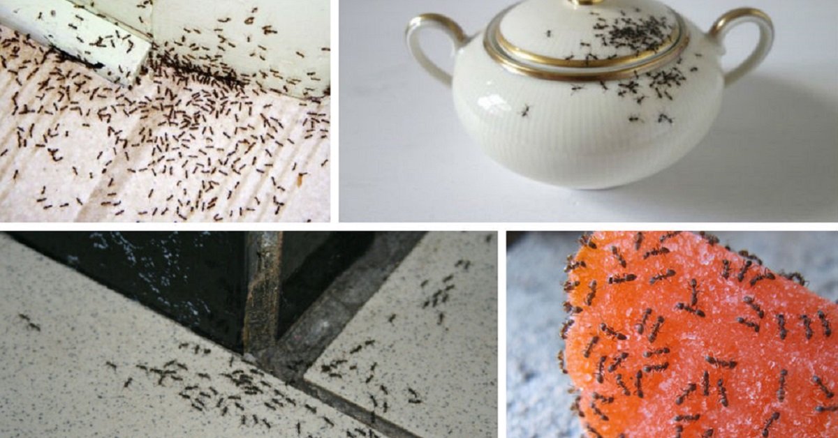 ჭიანჭველებისგან გასათავისუფლებელი 3 ხერხი. ვერც კი წარმოვიდგენდი, რომ ეს ასე ადვილია!