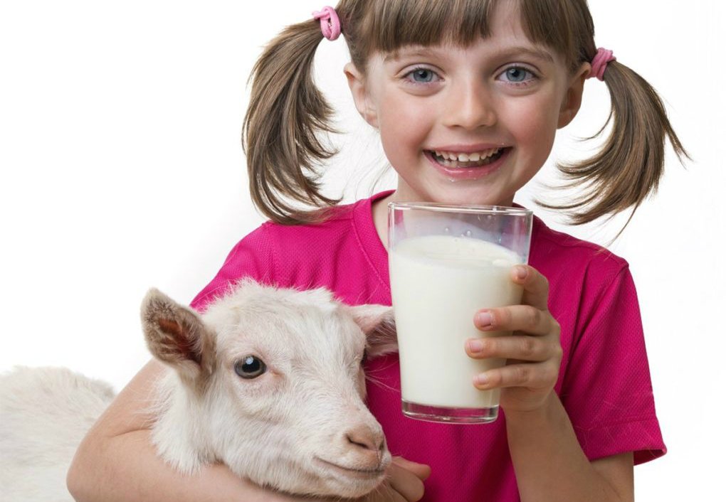 რატომ სჯობია თხის რძე ძროხისას?!  ეს აუცილებლად უნდა იცოდეთ !