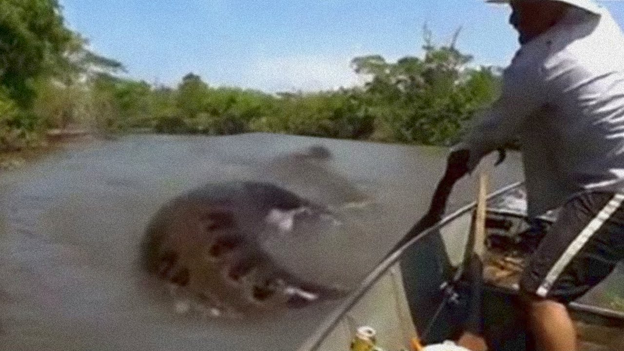 ბრაზილიელი მეთევზეები მსოფლიოში ყველაზე დიდ ანაკონდას წააწყდნენ (ვიდეო)