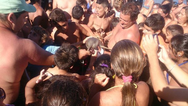 ტურისტებმა ახალშობილი დელფინის სიცოცხლე იდეალური სელფის გადაღებისთვის იმსხვერპლეს