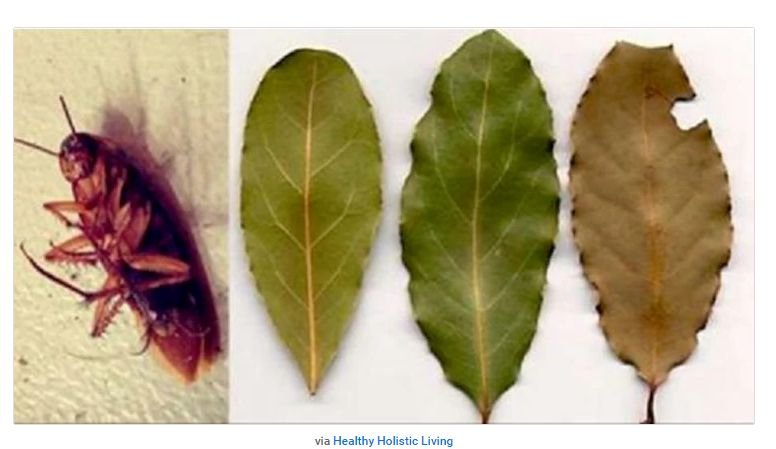 მოათავსეთ რამდენიმე ფოთოლი სახლის ირგვლივ და დაემშვიდობეთ ტარაკნებს!