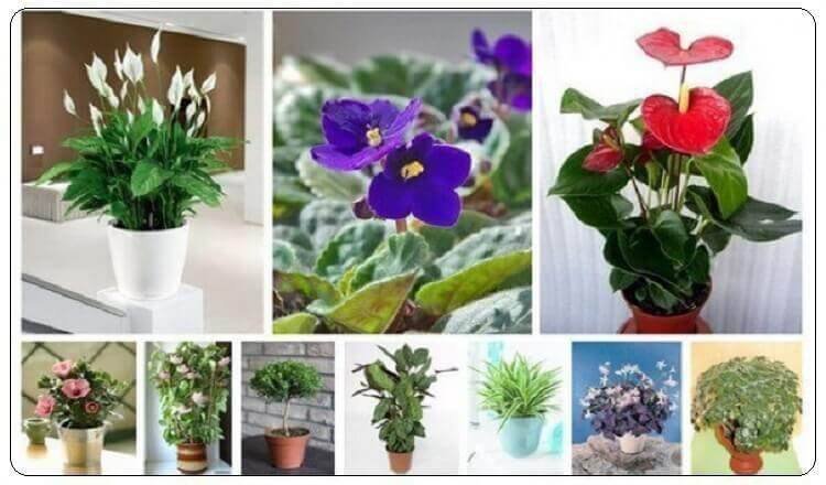 10 მცენარე, რომლებიც თქვენს სახლში სიყვარულსა და ჰარმონიას შემოიტანს