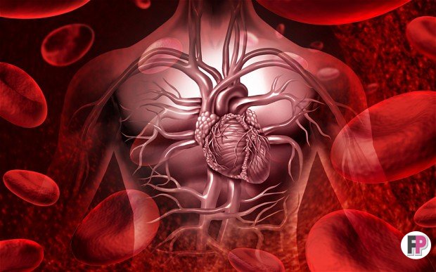 ჩიას თესლი გულ-სისხლძარღვთა სისტემისთვის