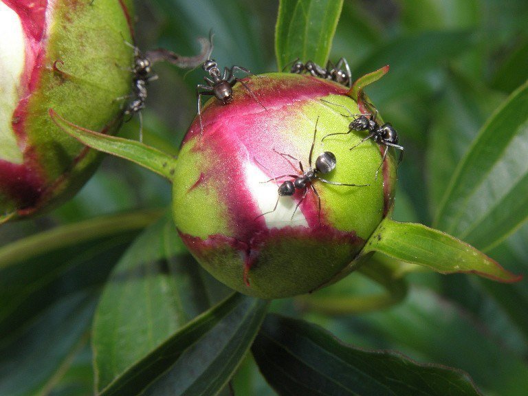 ხალხური მეთოდები პიონების ჭიანჭველებისგან გასათავისუფლებლად