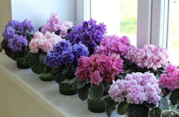 ოთახის მცენარეები და ყვავილები: როგორ მოვუაროთ ზამთარში