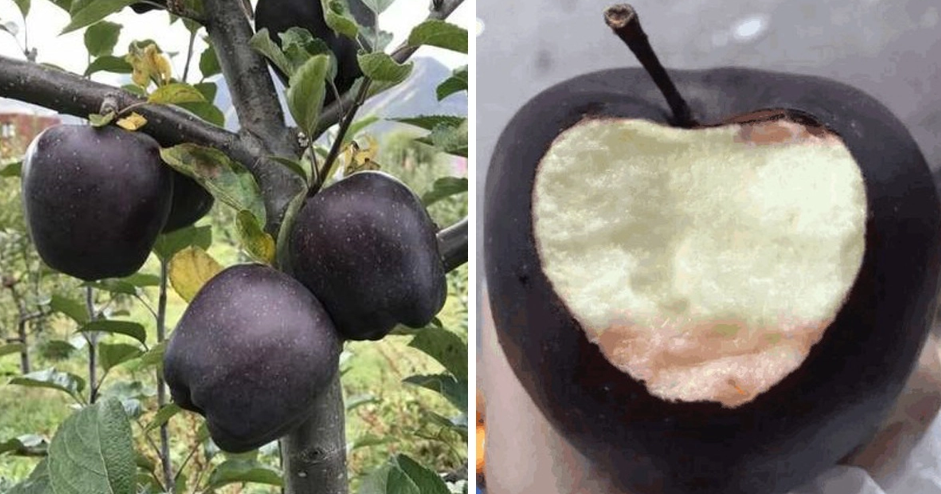 1 ცალი შავი ალმასისებრი ვაშლი $20-ად იყიდება, თუმცა მისი მოყვანა არავის სურს